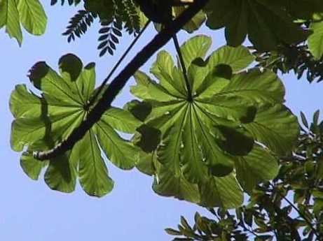 Cecropia_obtusifolia_03