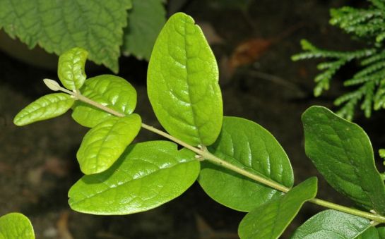 Peumus boldus planta